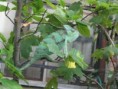 /album/ja-a-moje-zver/chameleon-agata-03-jpg/